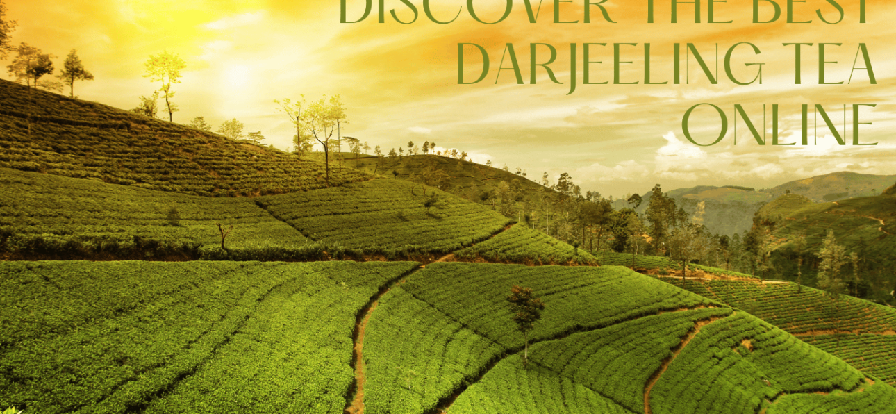 Discover the Best Darjeeling Tea Online