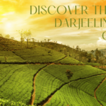 Discover the Best Darjeeling Tea Online